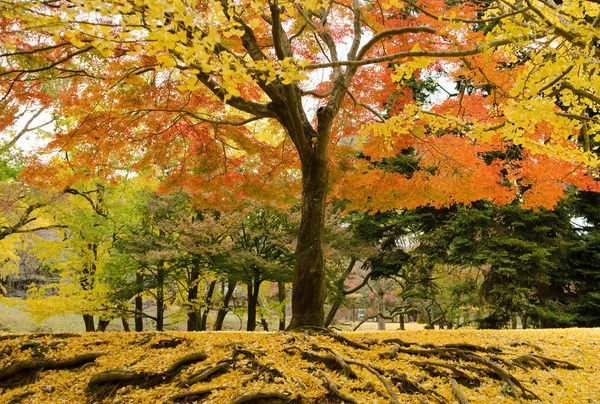 Japanese maple tree in autumn — Stock Photo, Image