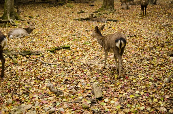 Cervos Sika no chão da floresta no outono — Fotografia de Stock