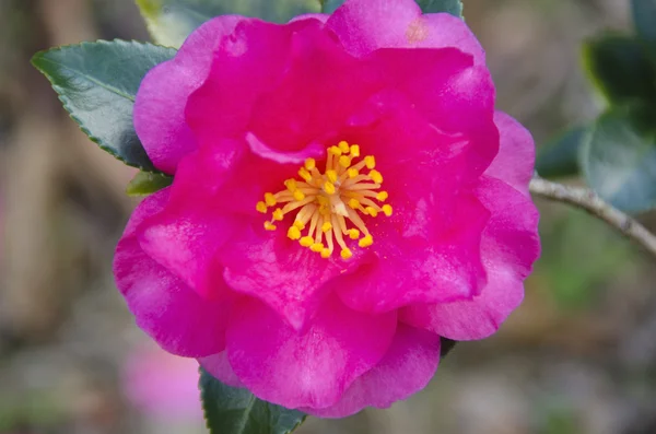 Japanska camellia, camellia japonica — Stockfoto