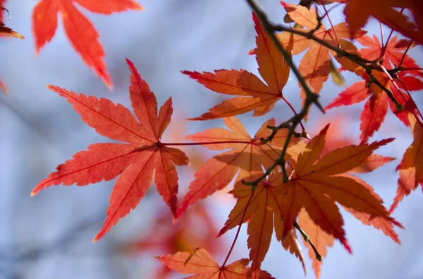 Fondo colorido de hojas de otoño — Foto de Stock