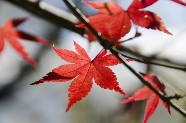Bunte Herbst Blätter Hintergrund — Stockfoto