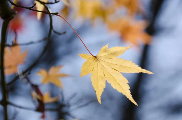Colorful autumn leaves background — Stock Photo, Image