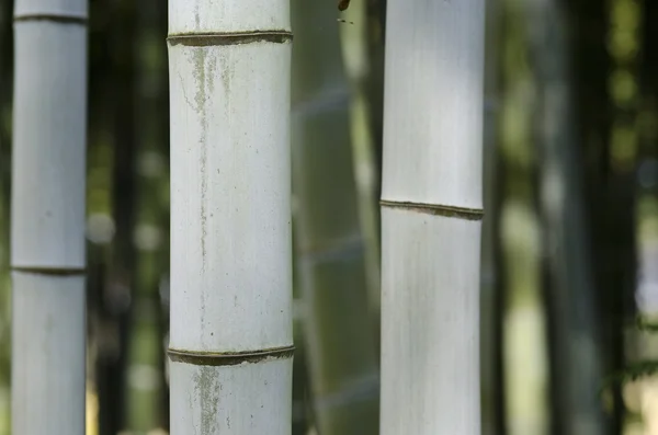 Hintergrund aus drei Bambusstämmen — Stockfoto