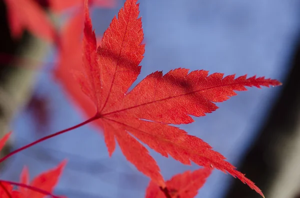 Fondo de hoja de otoño rojo —  Fotos de Stock
