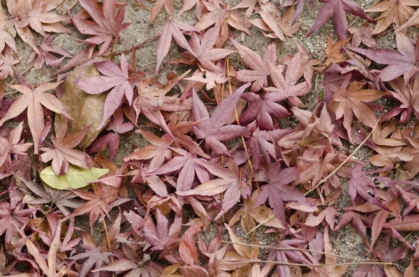 Fondo de hojas secas de otoño —  Fotos de Stock