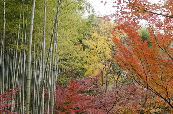 Bunte japanische Herbstszene — Stockfoto