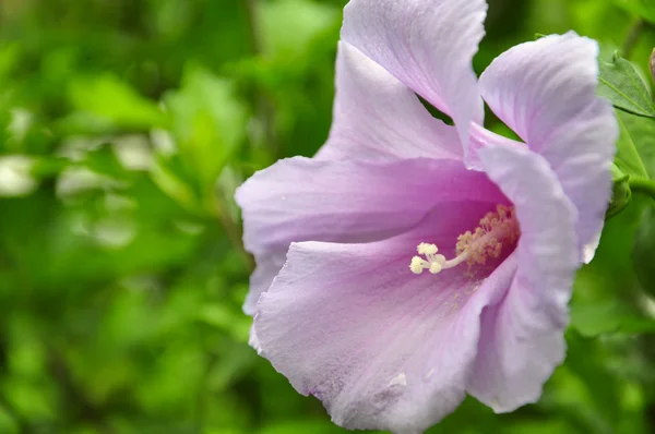 stock image Pink Hibiscus Flower