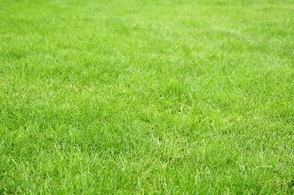 stock image Green grass