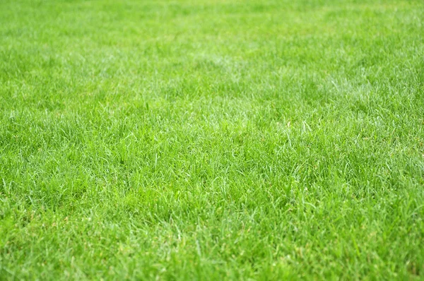 stock image Green grass