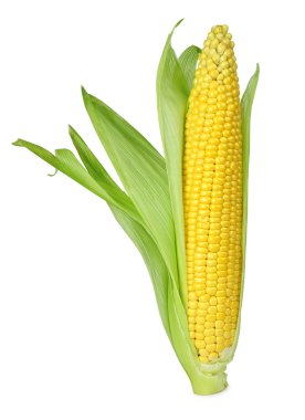 Ear of Corn clipart