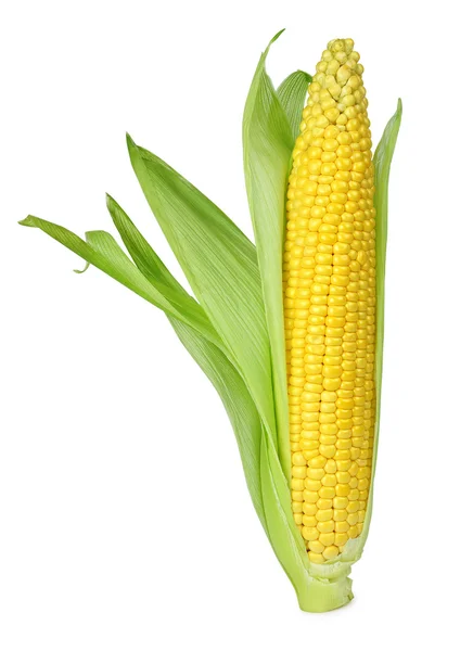 Ucho kukurydzy — Zdjęcie stockowe