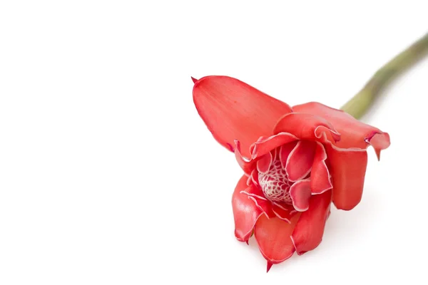 Gengibre de tocha de flor tropical (Etlingera elatior), com espaço de cópia — Fotografia de Stock