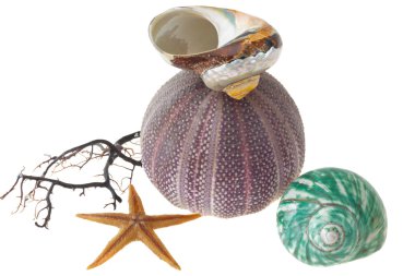 Seashells, starfish and sea-urchin isolated on white background clipart