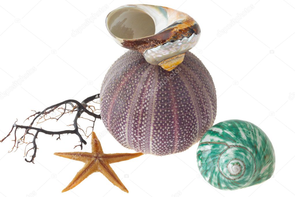 Seashells, starfish and sea-urchin isolated on white background