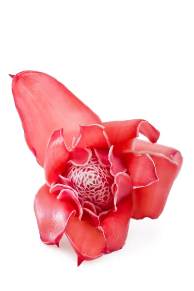 Tropische bloem fakkel gember (Curcuma elatior), geïsoleerd op wh — Stockfoto