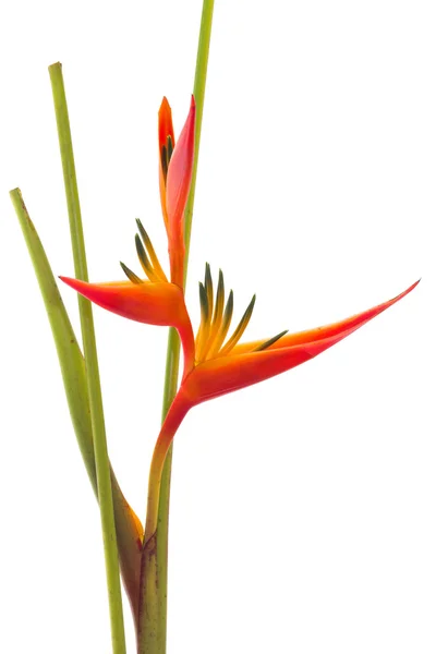 Tropikalny kwiat bird of paradise, na białym tle — Zdjęcie stockowe