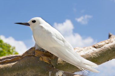 Tropical bird - Feiry Tern clipart