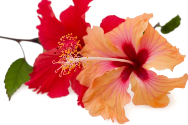 Pare de flores de hibisco rojo y naranja, aisladas en blanco — Foto de Stock
