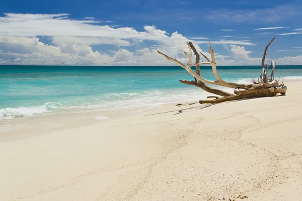 Spiaggia tropicale di sabbia in estate giornata di sole con grande ramo morto — Foto Stock