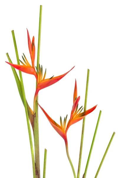 Tropical flower Bird of Paradise, isolated on white background — Stock Photo, Image