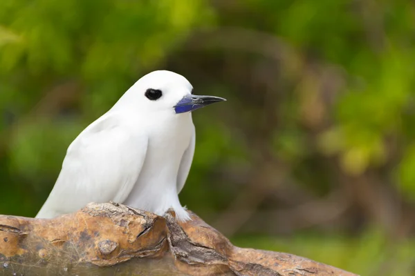 热带鸟-feiry 燕鸥 — 图库照片