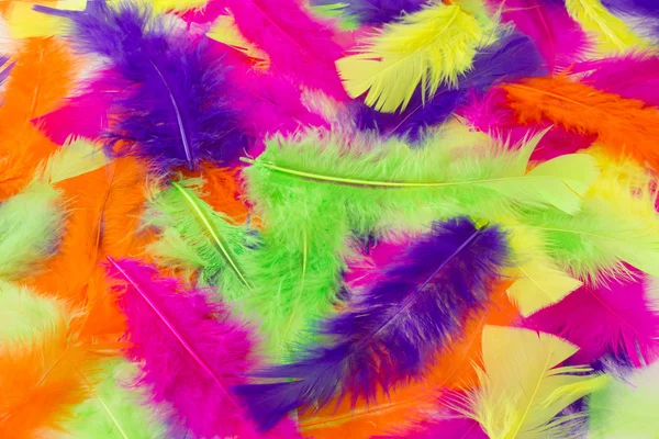 Multicolored feathers as a background — Stock Photo, Image