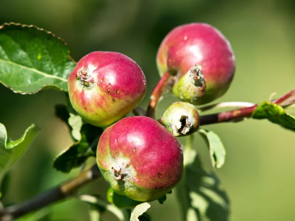 Bio-Äpfel — Stockfoto