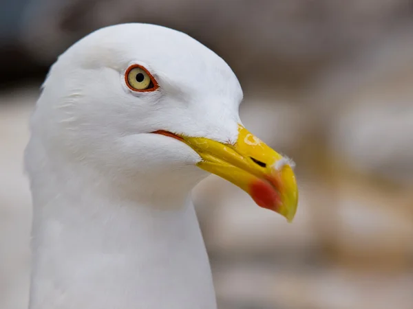 stock image Seagull