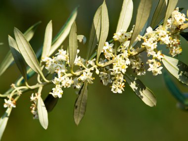 Olive tre flowers in the spring clipart