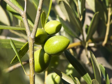 yeşil zeytin