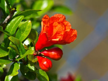 Pomegranate flower clipart