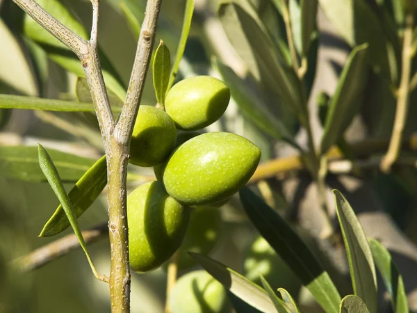 Zelená oliva — Stock fotografie