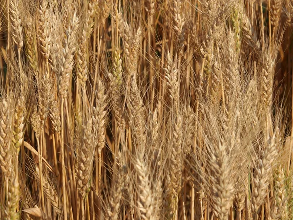 stock image Wheat field