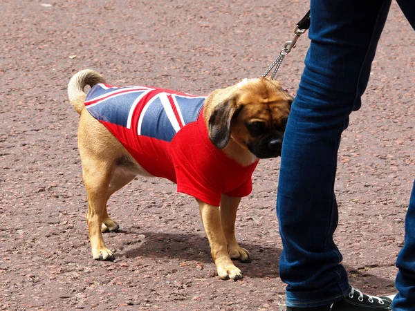 stock image Dog and fleg