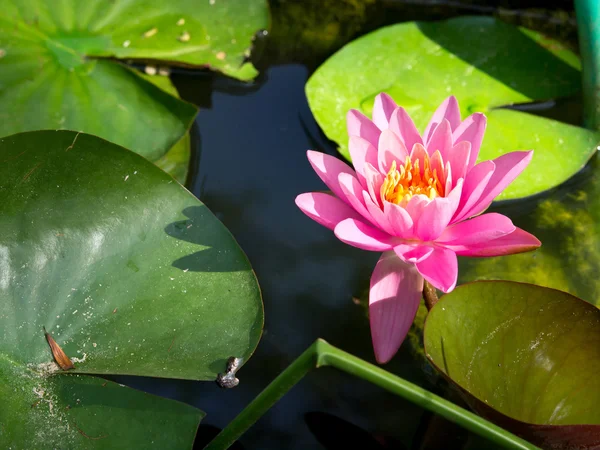 Water lilly — Stock Photo, Image