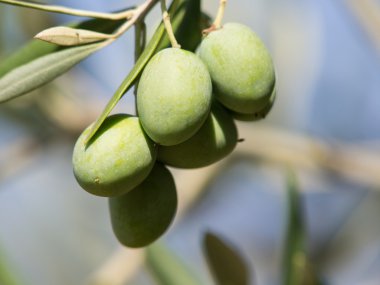 zeytin ağacı