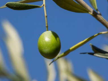 zeytin ağacı