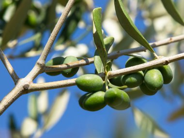 zeytin ağacı