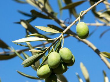 zeytin ağacı