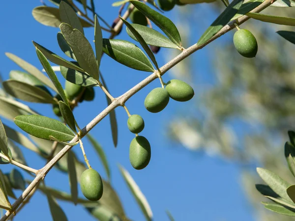 Olive tree — Stock Photo, Image