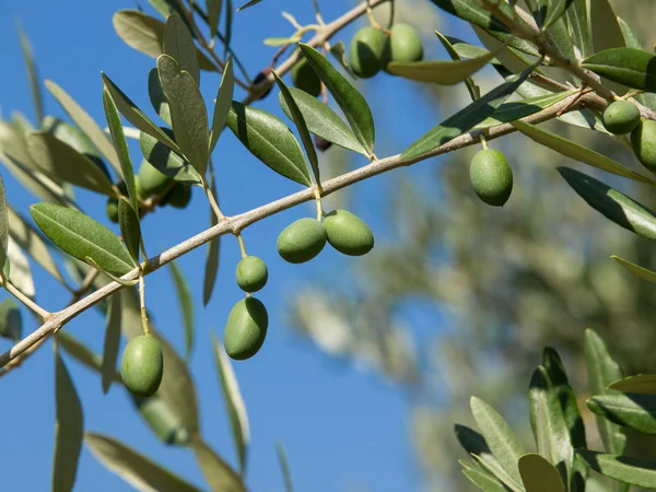 Olivenbaum — Stockfoto