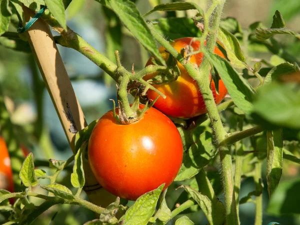 Biologische tomaten — Stockfoto