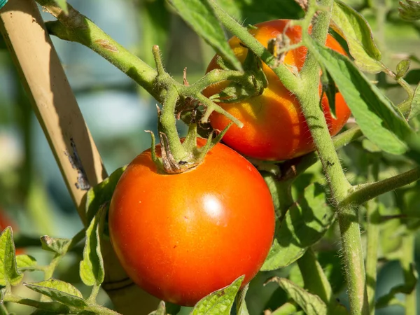 Tomato plant — Stock Photo, Image
