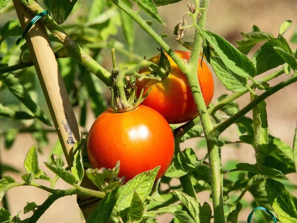 Fábrica de tomate — Fotografia de Stock