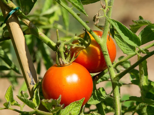 Rostlina rajčete — Stock fotografie