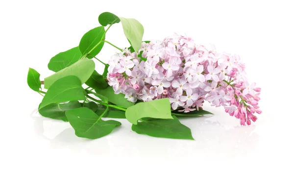 Lilac filial - Stock-foto