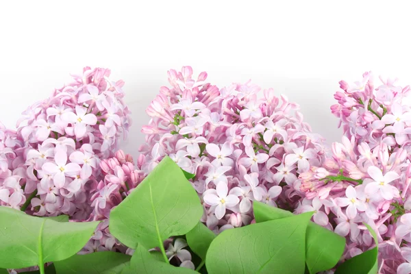 Lilac branch purple — Stock Photo, Image
