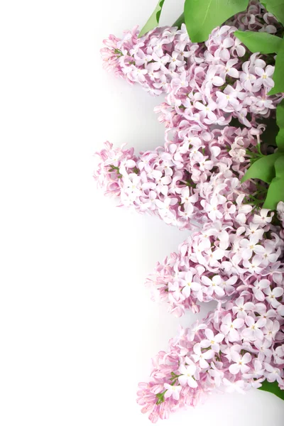 Lilac branch purple — Stock Photo, Image
