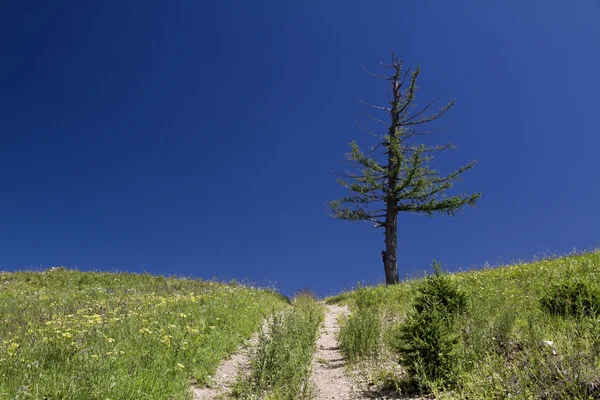 Tepedeki ağaç — Stok fotoğraf