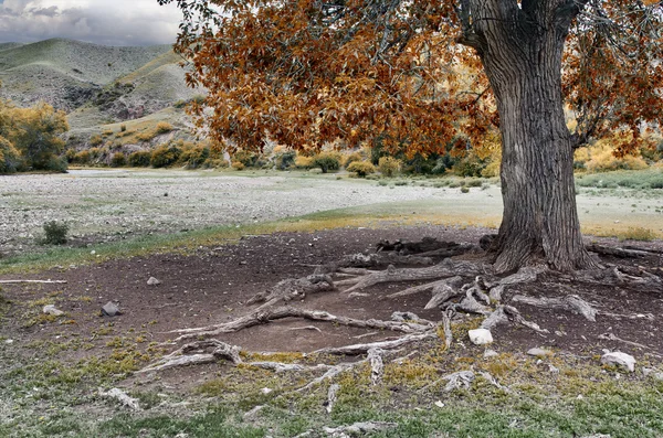노출 된 뿌리 — 스톡 사진